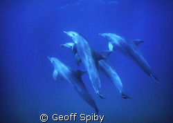a group of bottlenose dolphins
Nikonos 5 with 15mm lens ... by Geoff Spiby 